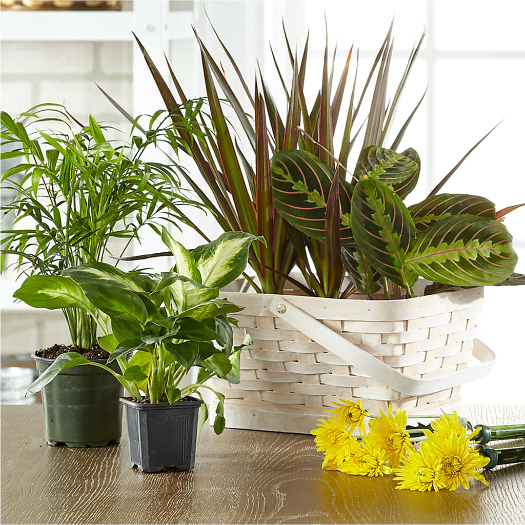 Florist Designed Blooming and Green Plants in a Basket – BOWS PETALS 'N LACE, Livingston TN