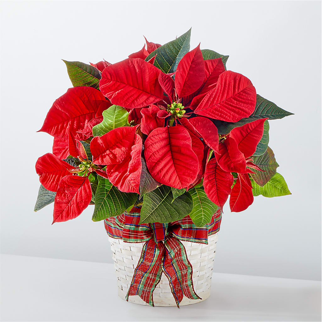 Happiest Holidays Poinsettia – BOWS PETALS 'N LACE, Livingston TN
