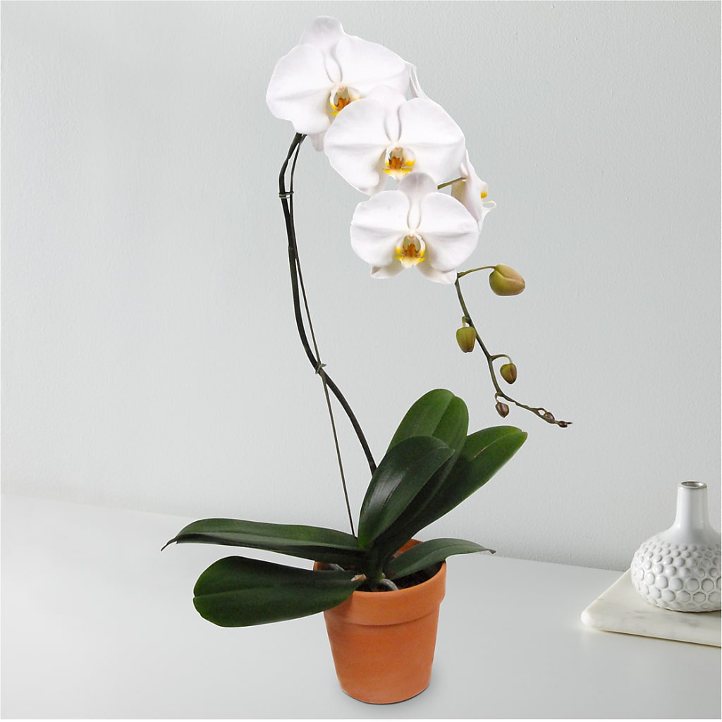 White Cascading Orchid – BOWS PETALS 'N LACE, Livingston TN