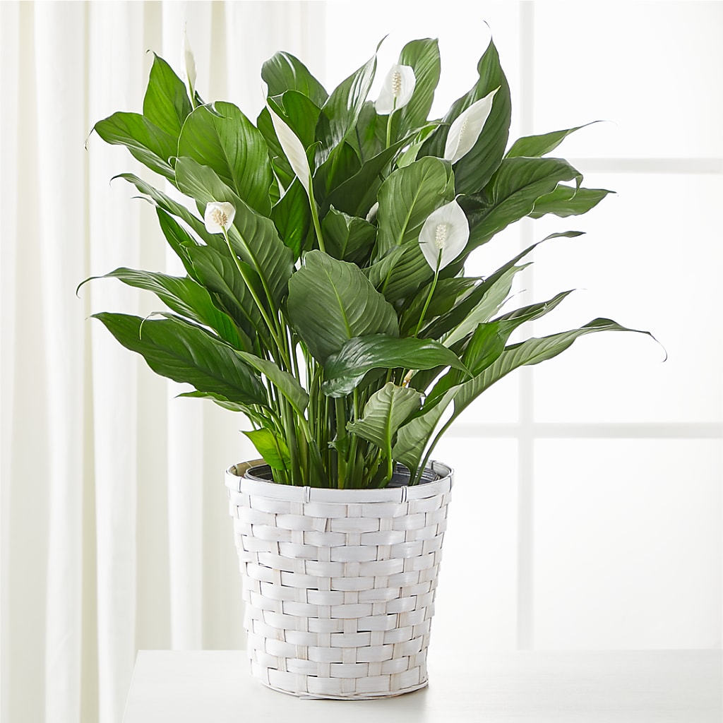 A New Leaf Peace Lily – BOWS PETALS 'N LACE, Livingston TN