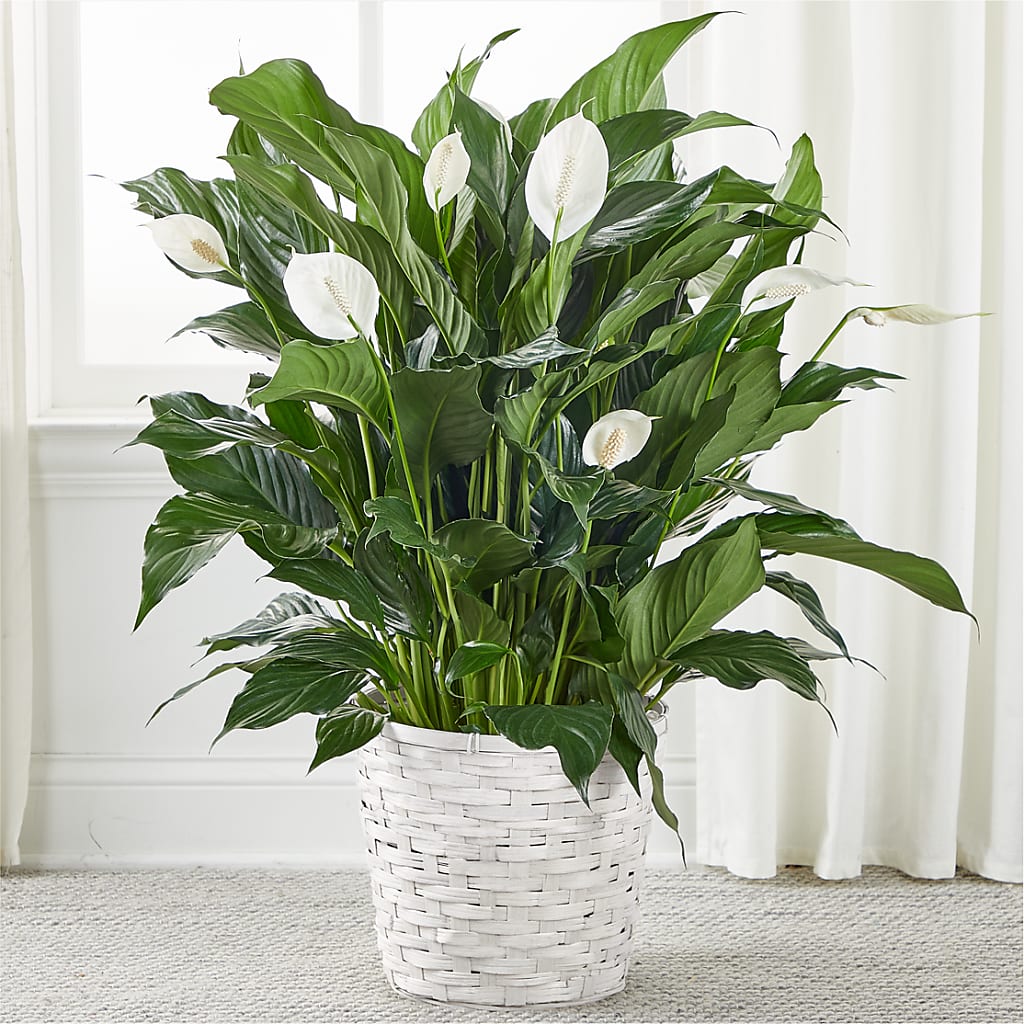 A New Leaf Peace Lily – BOWS PETALS 'N LACE, Livingston TN