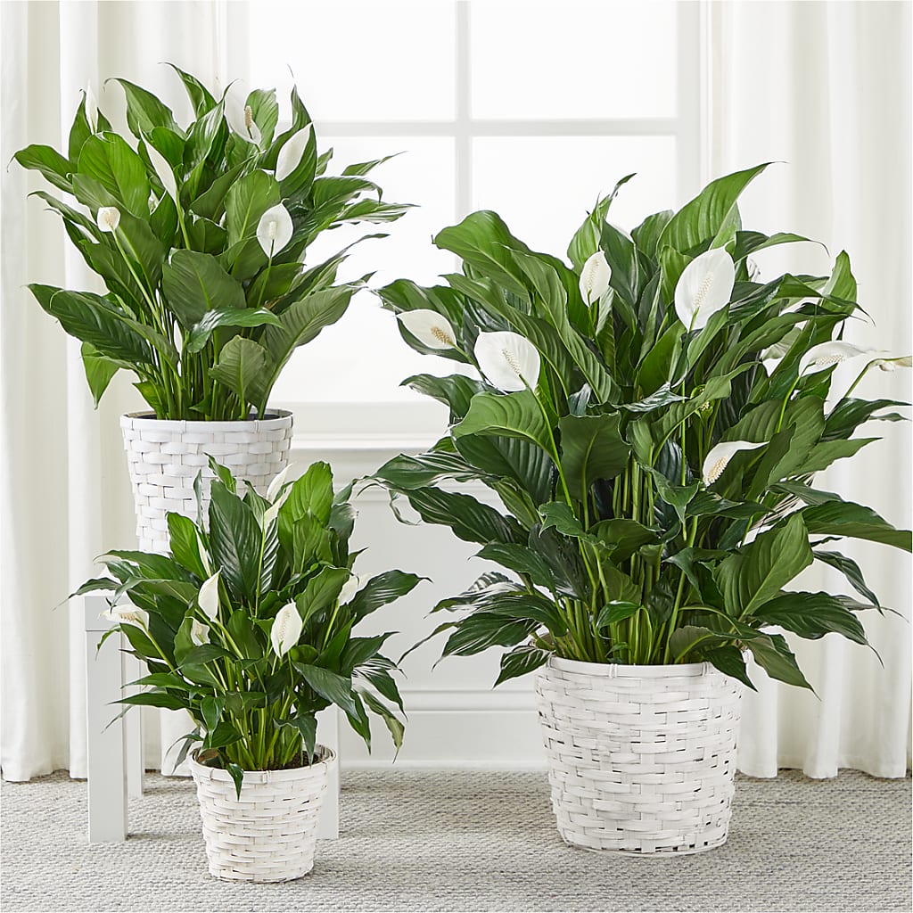 A New Leaf Peace Lily – BOWS PETALS 'N LACE, Livingston TN